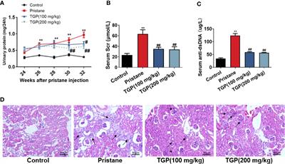 Total Glucosides of Paeony Ameliorate Pristane-Induced Lupus Nephritis by Inducing PD-1 ligands+ Macrophages via Activating IL-4/STAT6/PD-L2 Signaling